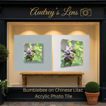 Bumblebee on Chinese Lilac