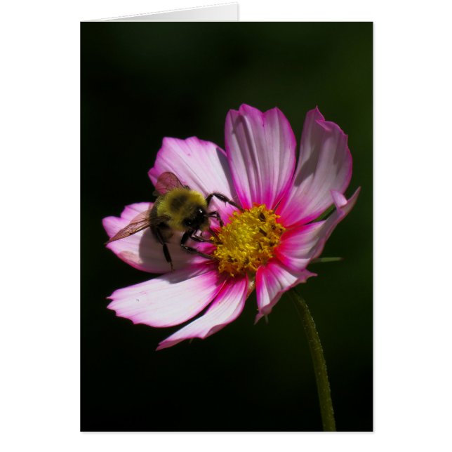Bumblebee on Cosmos (Front)