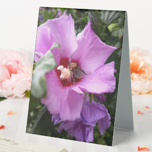 Bumblebee on Hibiscus Flower