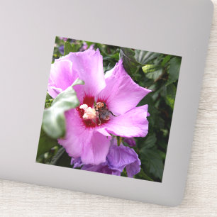 Bumblebee on Hibiscus Flower