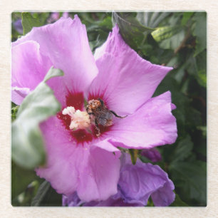 Bumblebee on Hibiscus Flower Glass Coaster