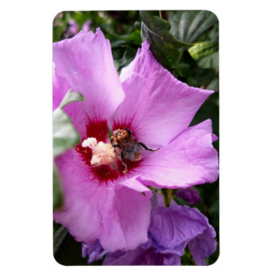 Bumblebee on Hibiscus Flower Magnet