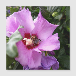Bumblebee on Hibiscus Flower Magnetic Card