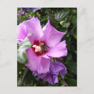 Bumblebee on Hibiscus Flower Postcard