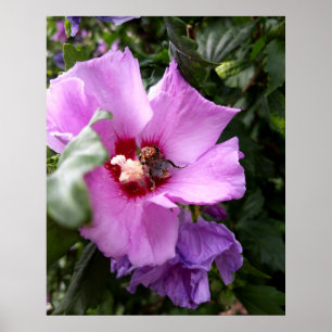 Bumblebee on Hibiscus Flower Poster