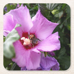 Bumblebee on Hibiscus Flower Square Paper Coaster