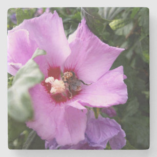 Bumblebee on Hibiscus Flower Stone Coaster