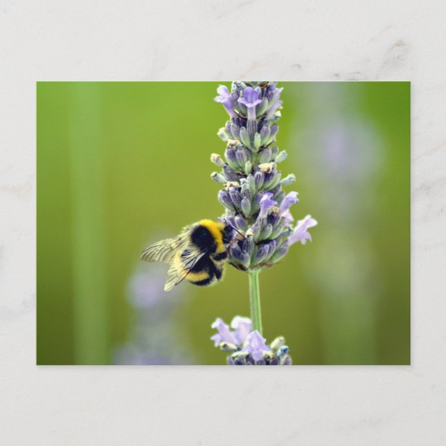 Bumblebee on Lavender Postcard (Front)