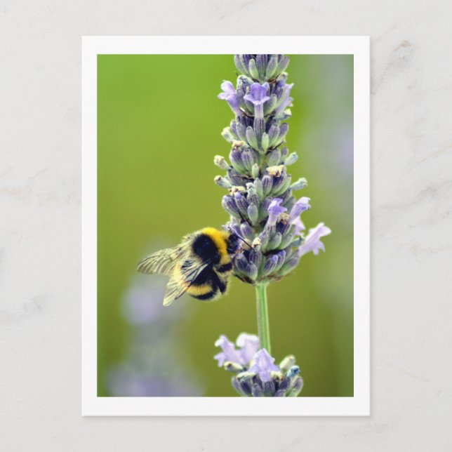 Bumblebee on Lavender Postcard (Front)