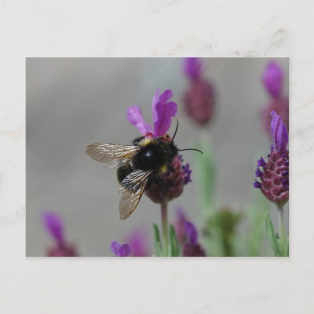 Bumblebee on lavender postcard (Front)