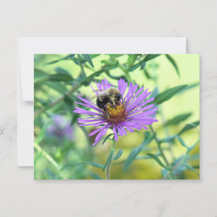 Bumblebee on Purple Daisy Postcard