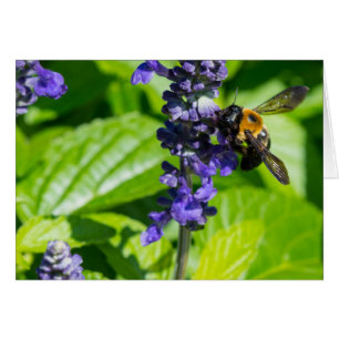 Bumblebee On Salvia