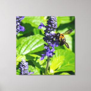 Bumblebee On Salvia Canvas Print