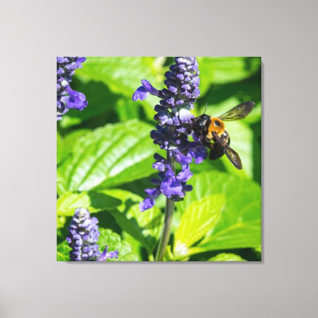 Bumblebee On Salvia Canvas Print (Front)