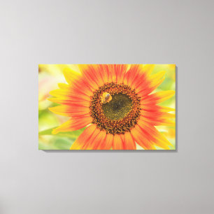 Bumblebee on sunflower, Community Garden Canvas Print