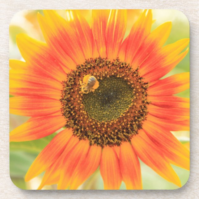 Bumblebee on sunflower, Community Garden Coaster (Front)