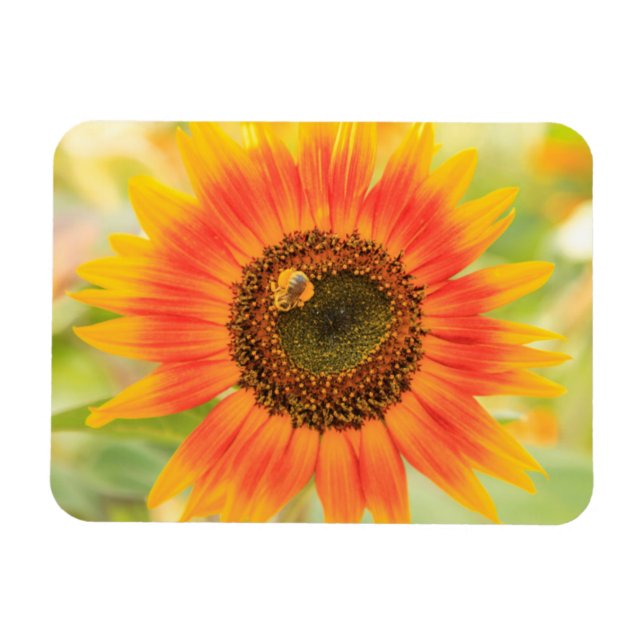 Bumblebee on sunflower, Community Garden Magnet (Horizontal)