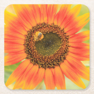 Bumblebee on sunflower, Community Garden Square Paper Coaster