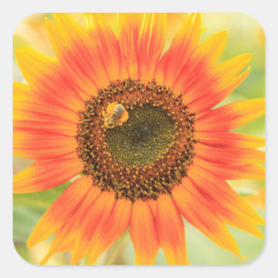 Bumblebee on sunflower, Community Garden Square Sticker