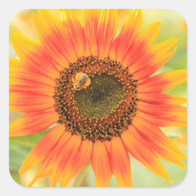 Bumblebee on sunflower, Community Garden Square Sticker (Front)