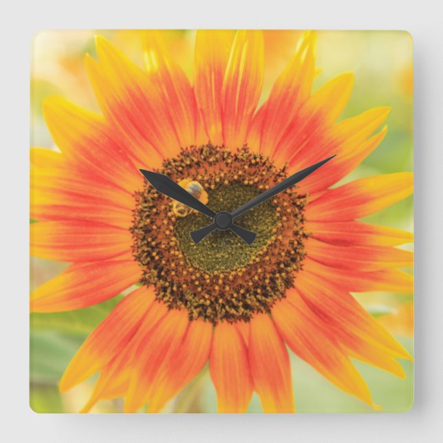 Bumblebee on sunflower, Community Garden Square Wall Clock (Front)
