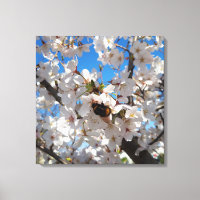 Bumblebee on wild cherry bloom