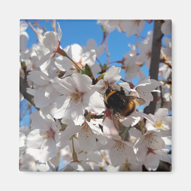 Bumblebee on wild cherry bloom magnet (Front)