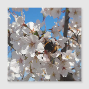 Bumblebee on wild cherry bloom , magnetic card