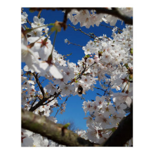 Bumblebee on wild cherry bloom poster