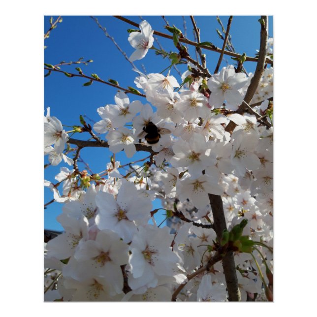 Bumblebee on wild cherry bloom poster (Front)