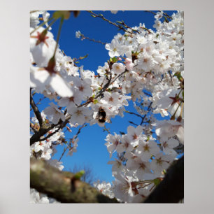 Bumblebee on wild cherry bloom poster