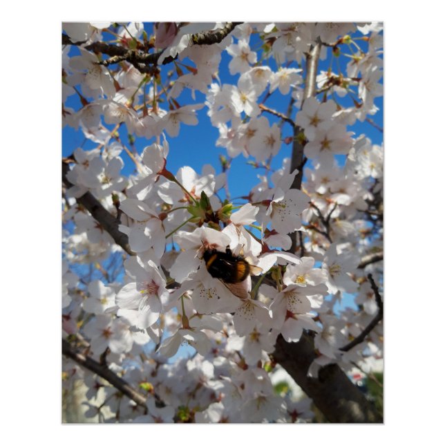 Bumblebee on wild cherry bloom poster (Front)