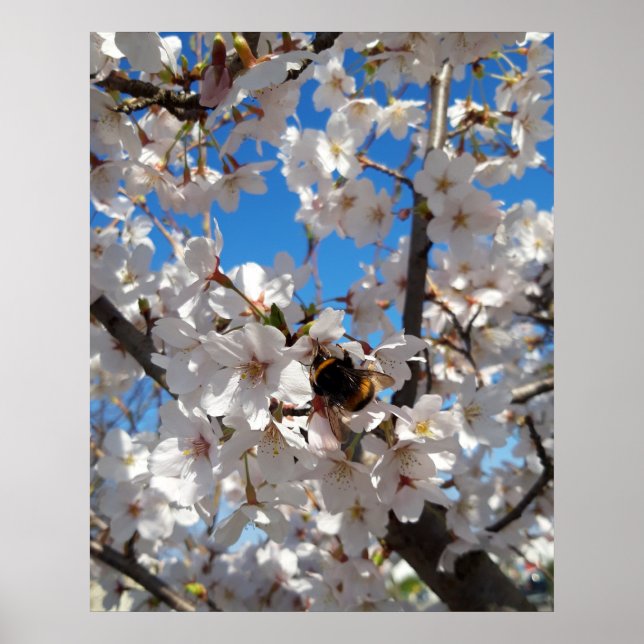 Bumblebee on wild cherry bloom poster (Front)