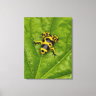 Bumblebee Poison Dart Frog Canvas Print