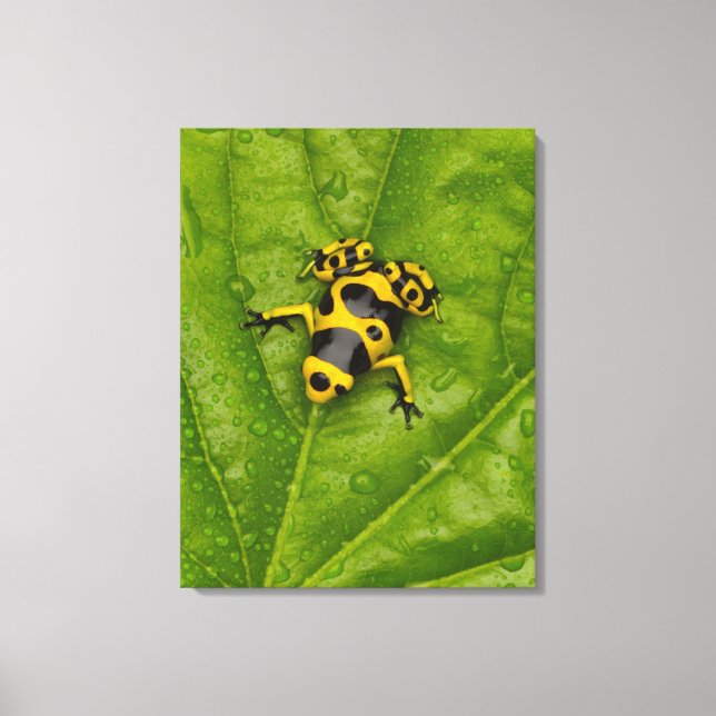 Bumblebee Poison Dart Frog Canvas Print (Front)