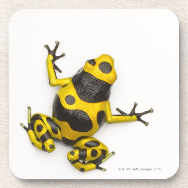 Bumblebee Poison Dart Frog Coaster (Front)