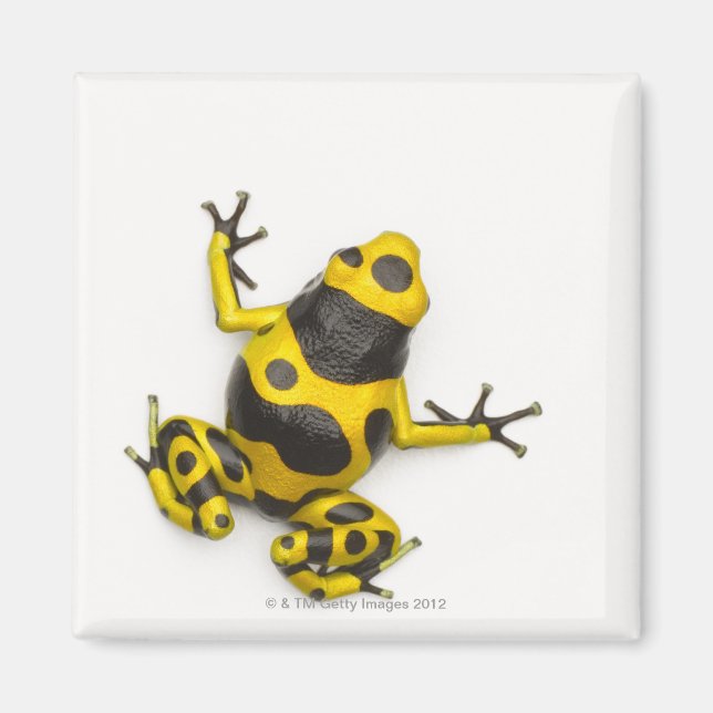 Bumblebee Poison Dart Frog Magnet (Front)