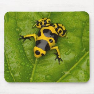 Bumblebee Poison Dart Frog Mouse Mat
