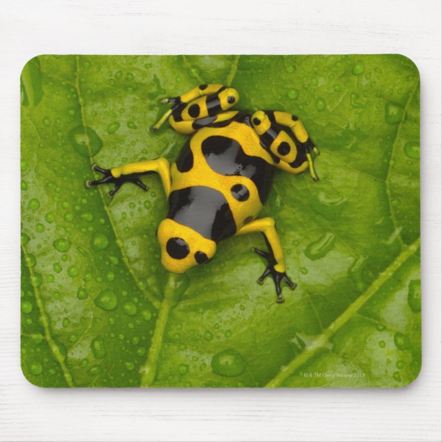 Bumblebee Poison Dart Frog Mouse Mat (Front)