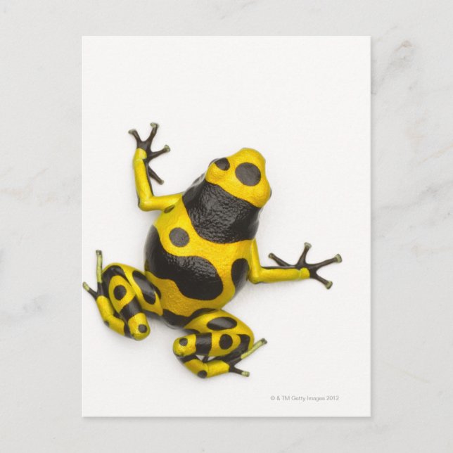 Bumblebee Poison Dart Frog Postcard (Front)