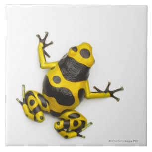Bumblebee Poison Dart Frog Tile