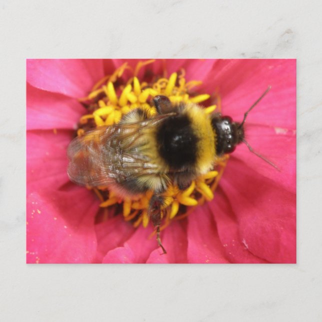 Bumblebee Postcard (Front)