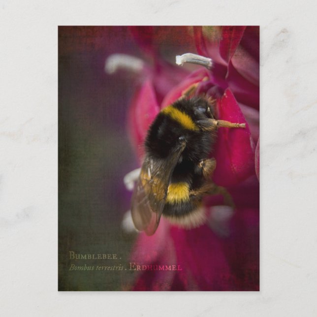Bumblebee Postcard (Front)