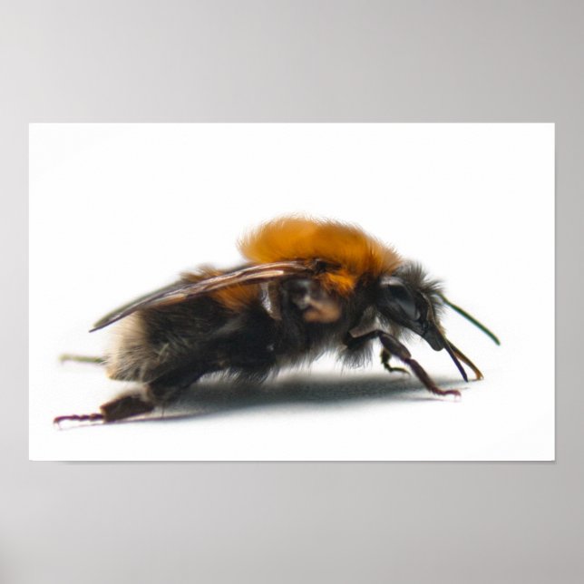 Bumblebee Poster (Front)