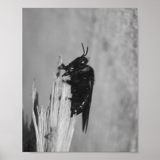 Bumblebee Poster (Front)