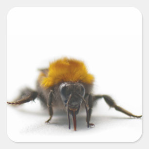 Bumblebee Square Sticker
