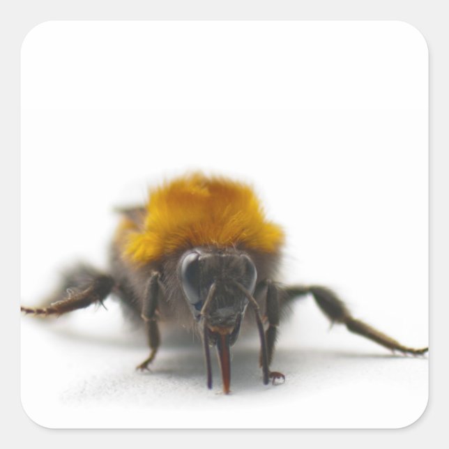 Bumblebee Square Sticker (Front)