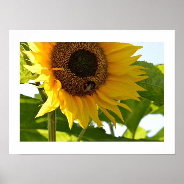 Bumblebee & Sunflower Poster (Front)