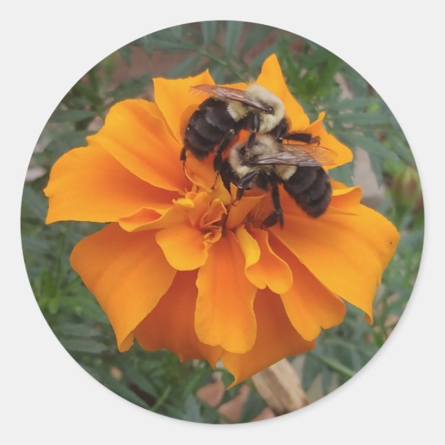 Bumblebees on Marigold Flower Classic Round Sticker (Front)