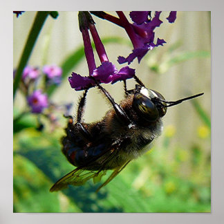 Bumblee Bee macro Poster